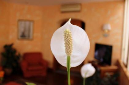 Hotel Beatrice - image 5