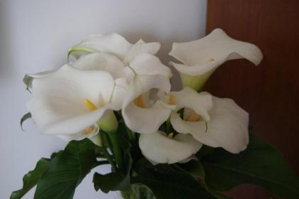 Il Grillo Di Firenze B&B - image 12