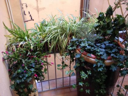 Oasis in the heart of Florence - image 30